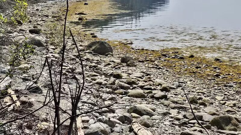 Witherle Woods - Castine, ME