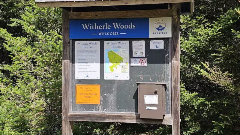 Witherle Woods - Castine, ME