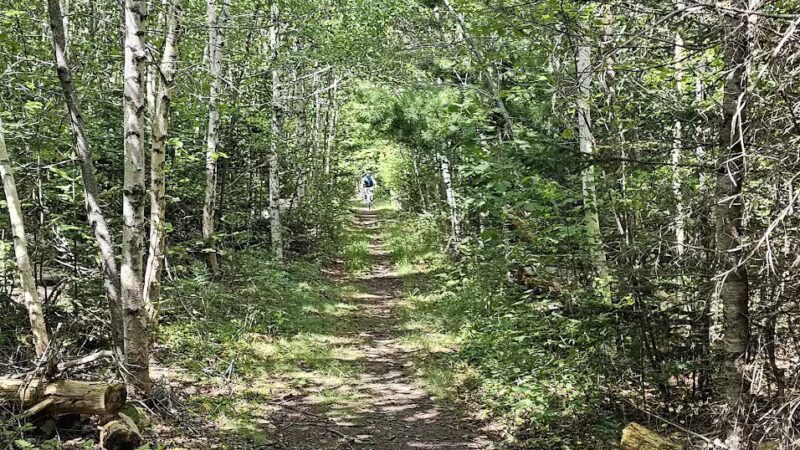 Witherle Woods - Castine, ME