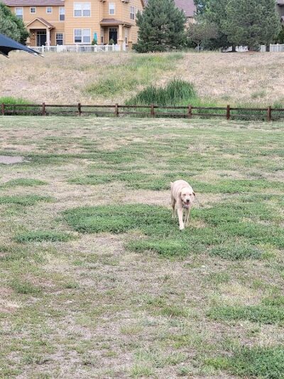 Wiggly Field Dog Park - Castle Rock, CO
