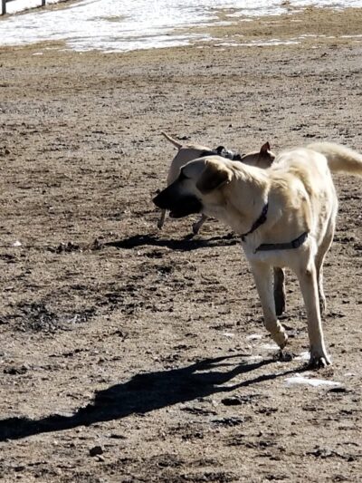 Wiggly Field Dog Park - Castle Rock, CO