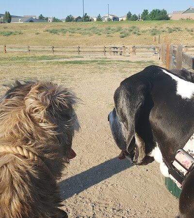 Wiggly Field Dog Park - Castle Rock, CO