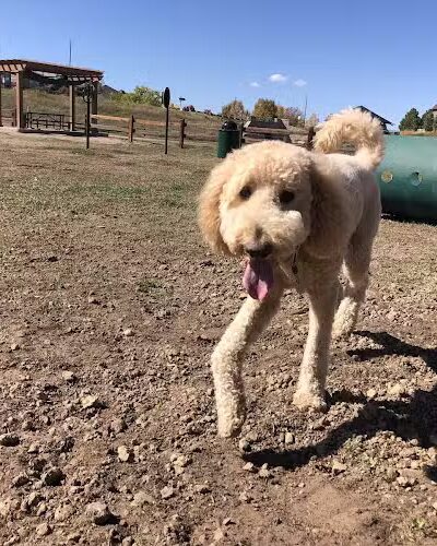 Wiggly Field Dog Park - Castle Rock, CO