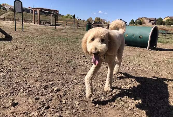 Wiggly Field Dog Park - Castle Rock, CO