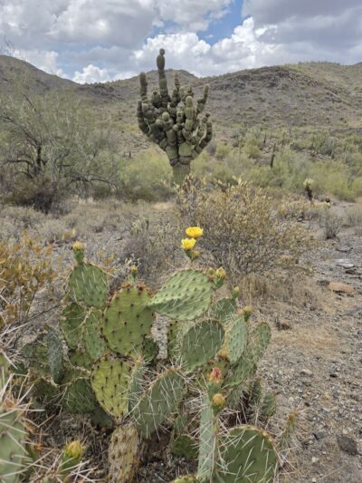 Cave Creek Regional Park - Cave Creek, AZ