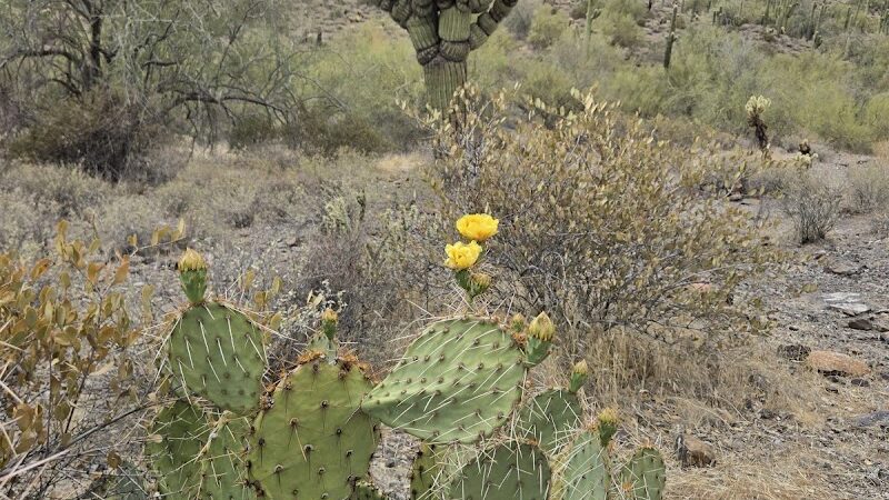 Cave Creek Regional Park - Cave Creek, AZ