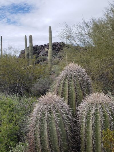 Cave Creek Regional Park - Cave Creek, AZ