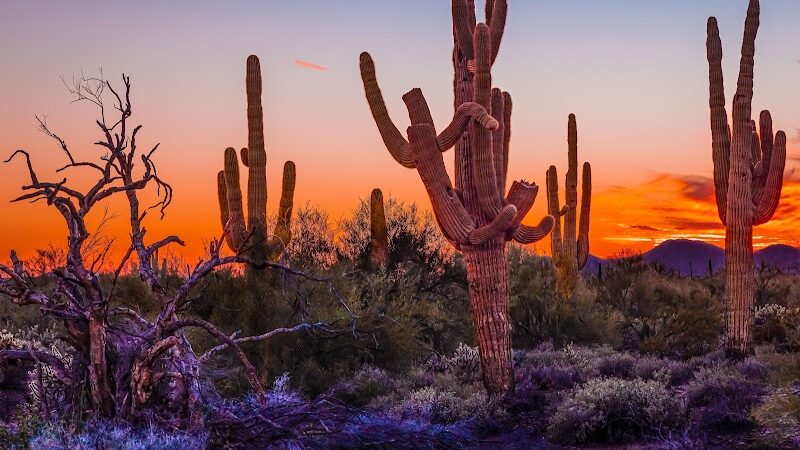 Cave Creek Regional Park Campgrounds - Cave Creek, AZ