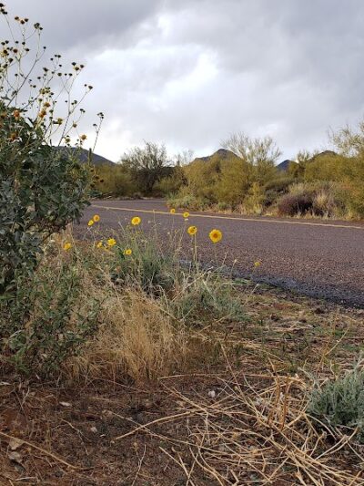 Cave Creek Regional Park Campgrounds - Cave Creek, AZ
