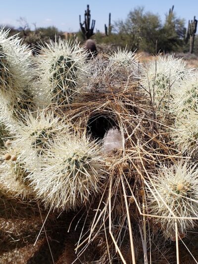 Cave Creek Regional Park Campgrounds - Cave Creek, AZ