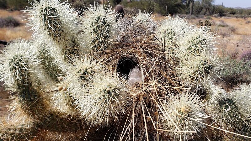 Cave Creek Regional Park Campgrounds - Cave Creek, AZ