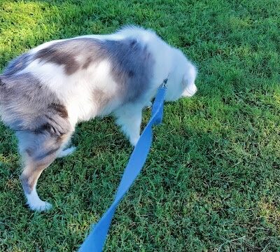 Desert Broom Park - Cave Creek, AZ