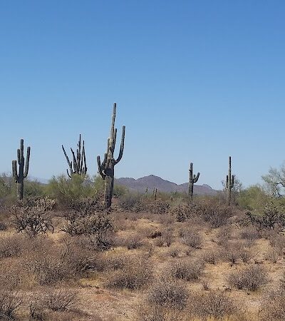 Desert Willow Park - Cave Creek, AZ