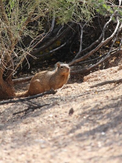 Desert Willow Playground - Cave Creek, AZ