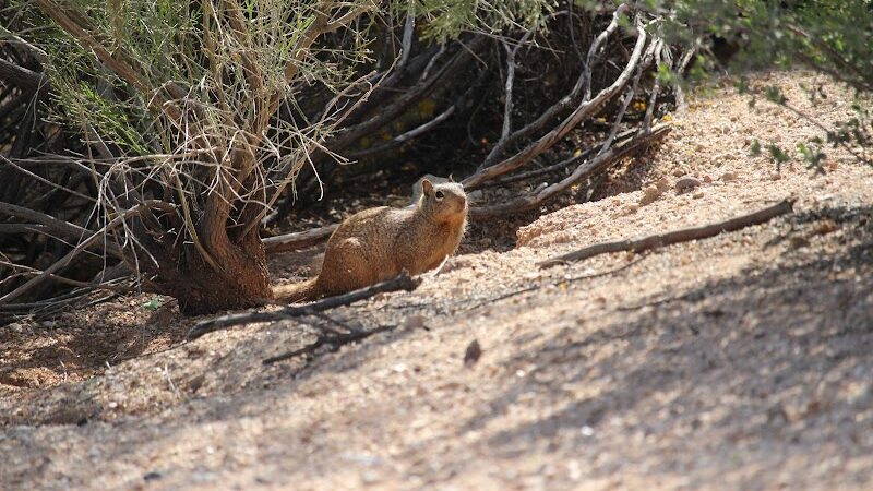 Desert Willow Playground - Cave Creek, AZ