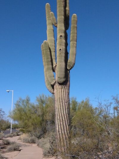 Dove Valley Park - Cave Creek, AZ