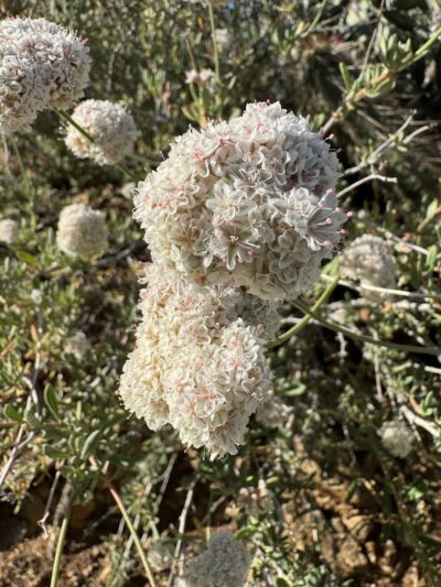 Dragonfly Trail - Cave Creek, AZ