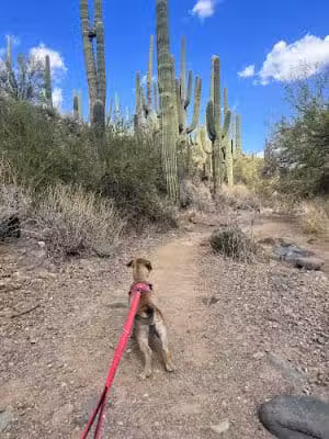 Dragonfly Trail - Cave Creek, AZ