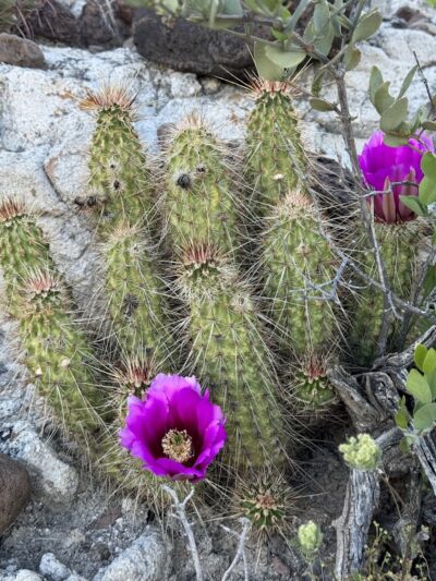 Dragonfly Trail - Cave Creek, AZ