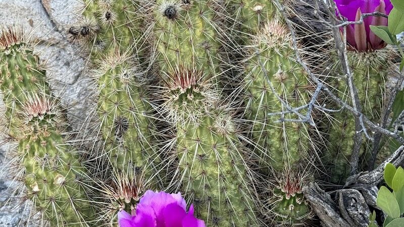 Dragonfly Trail - Cave Creek, AZ