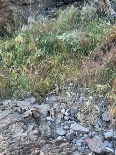 Dragonfly Trail - Cave Creek, AZ