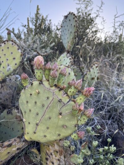Dragonfly Trail - Cave Creek, AZ
