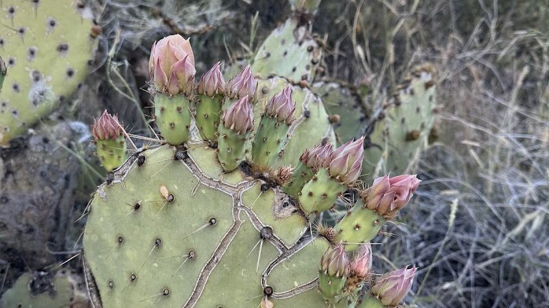 Dragonfly Trail - Cave Creek, AZ