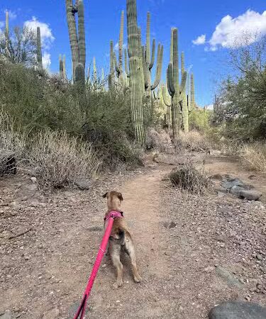 Dragonfly Trail - Cave Creek, AZ