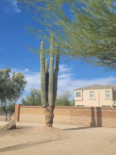 Dynamite Park - Cave Creek, AZ