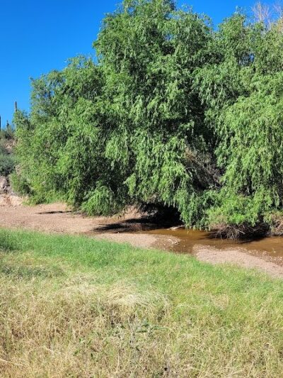 Spur Cross Ranch Conservation - Cave Creek, AZ