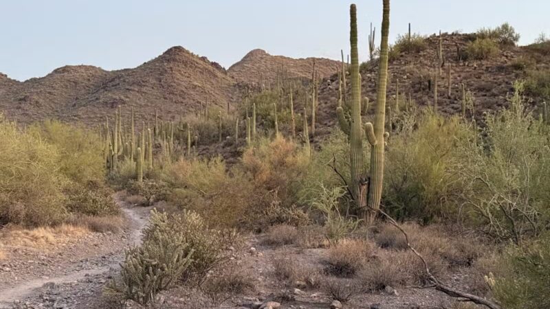 Cave Creek Regional Park - Cave Creek, AZ