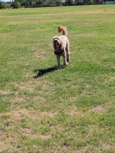 Dynamite Park - Cave Creek, AZ