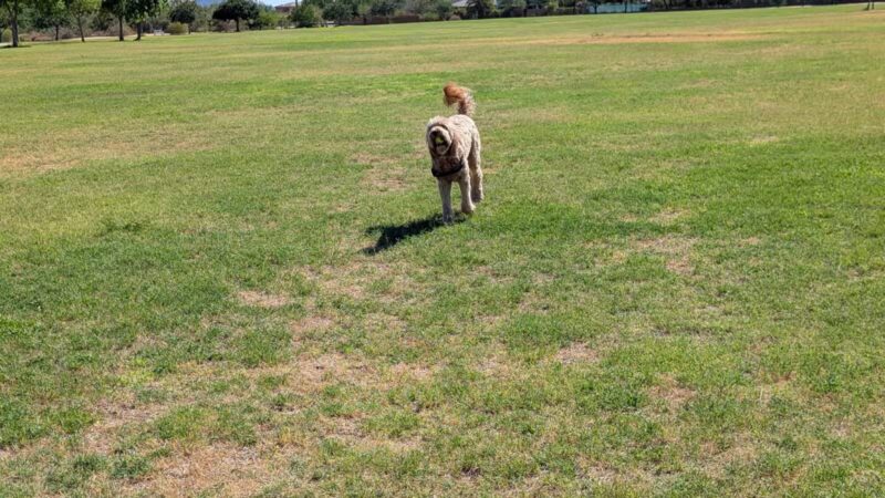 Dynamite Park - Cave Creek, AZ