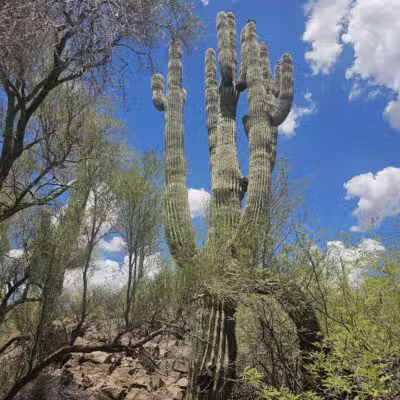Spur Cross Ranch Conservation - Cave Creek, AZ