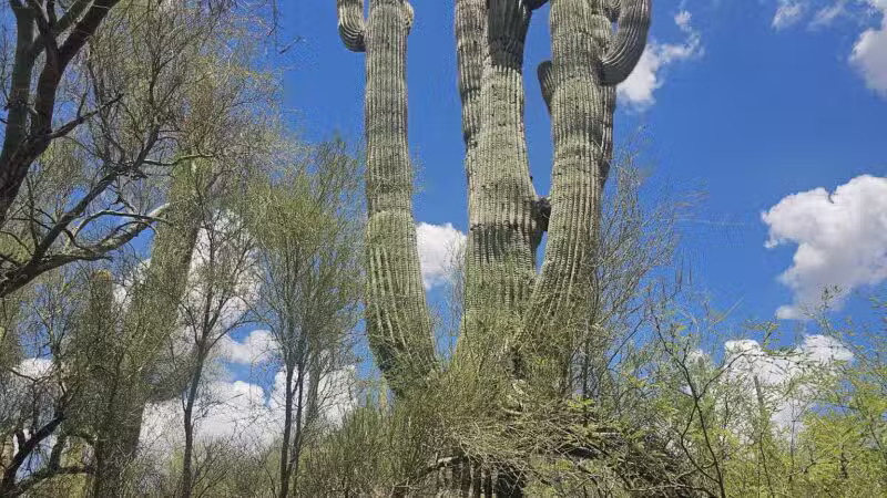Spur Cross Ranch Conservation - Cave Creek, AZ