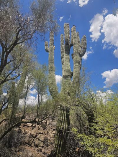 Spur Cross Ranch Conservation - Cave Creek, AZ