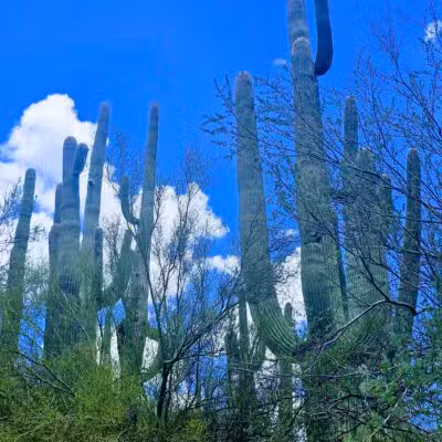 Spur Cross Ranch Conservation - Cave Creek, AZ