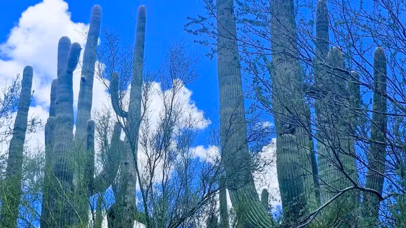 Spur Cross Ranch Conservation - Cave Creek, AZ