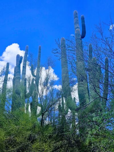 Spur Cross Ranch Conservation - Cave Creek, AZ
