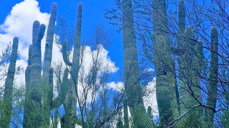 Spur Cross Ranch Conservation - Cave Creek, AZ