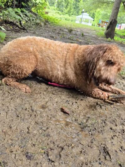 Granby Gardens Park - Cayce, SC