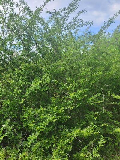 Cayce Riverwalk, Phase 4 Access - Cayce, SC