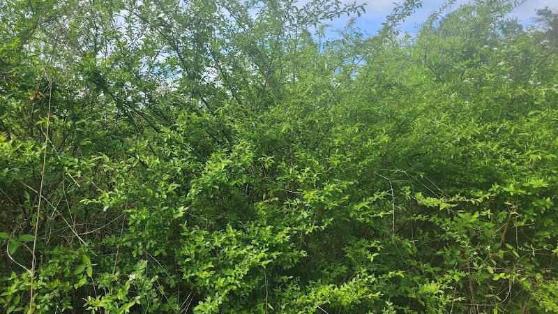 Cayce Riverwalk, Phase 4 Access - Cayce, SC