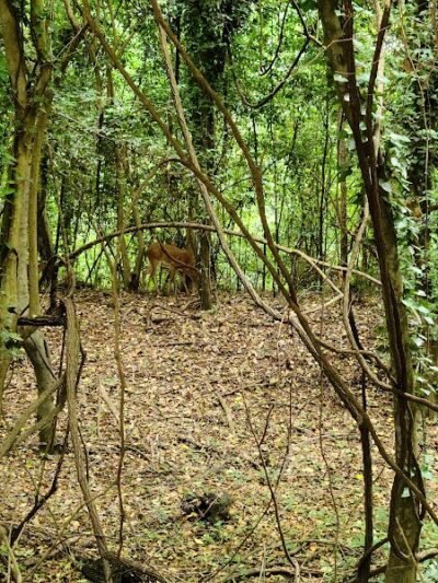 Cayce Riverwalk Picnic Shelter - Cayce, SC