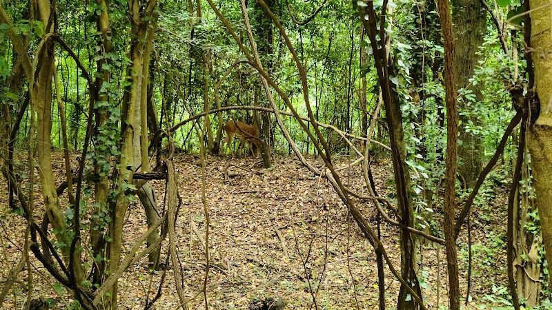 Cayce Riverwalk Picnic Shelter - Cayce, SC
