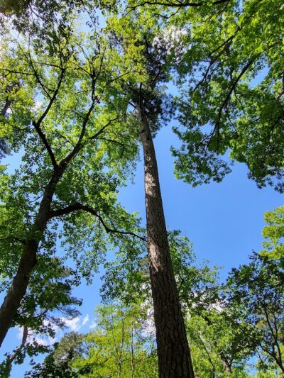 Guignard Park - Cayce, SC