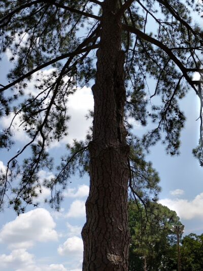 William J Cayce Memorial Park - Cayce, SC