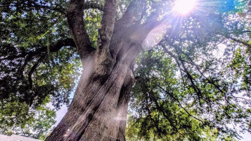 Sunnyside Park - Cayce, SC