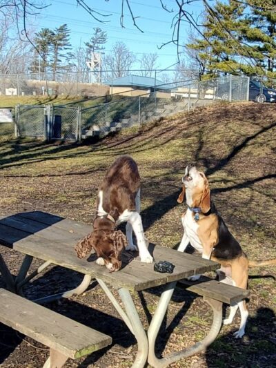 Cedar Falls Paw Park - Cedar Falls, IA