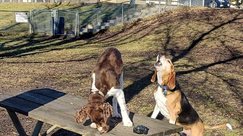 Cedar Falls Paw Park - Cedar Falls, IA